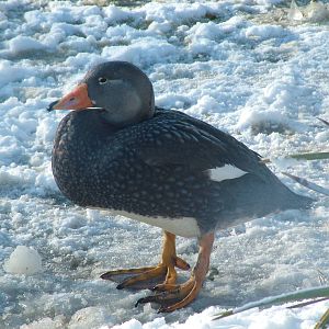 Magellanic Flightless Steamer Duck, Blackbrook in the Snow, 03/01/10