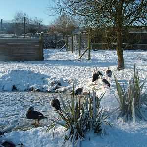 Steamer Ducks and Andean Geese, Blackbrook in the Snow, 03/01/10