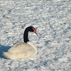 Black-necked Swan, Blackbrook in the Snow, 03/01/10
