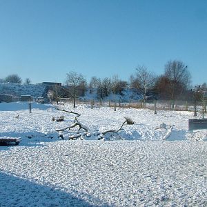 Enclosure for pelicans, geese and muntjac, Blackbrook in the Snow, 03/01/10