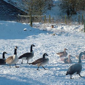 Geese, Blackbrook in the Snow, 03/01/10