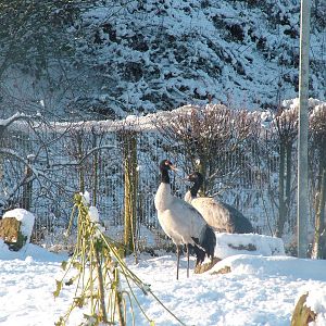 Black-necked Cranes, Blackbrook in the Snow, 03/01/10
