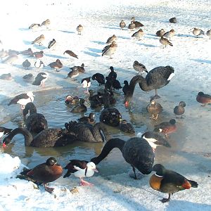Waterfowl, Blackbrook in the Snow, 03/01/10