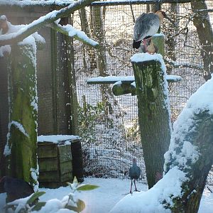 Ibis and Swamphens, Blackbrook in the Snow, 03/01/10