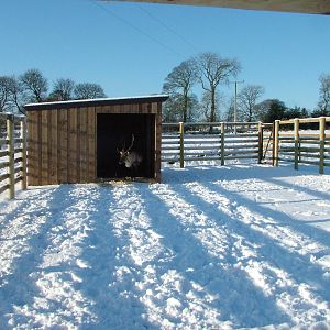 Reindeer pen, Blackbrook in the Snow, 03/01/10