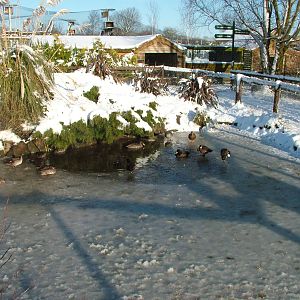 Waterfowl pool, Blackbrook in the Snow, 03/01/10