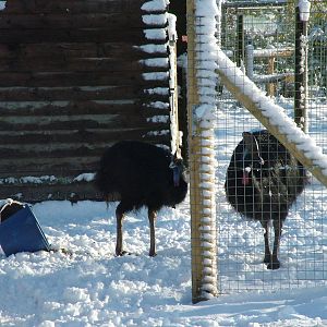 Cassowaries, Blackbrook in the Snow, 03/01/10