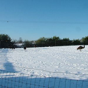 Emu paddock, Blackbrook in the Snow, 03/01/10