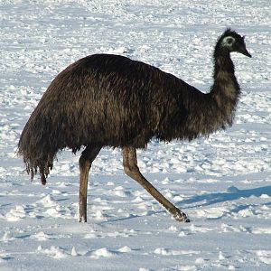 Emu, Blackbrook in the Snow, 03/01/10