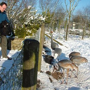 White-naped Cranes, Blackbrook in the Snow, 03/01/10