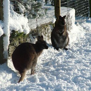 Red-necked Wallabies, Blackbrook in the Snow, 03/01/10