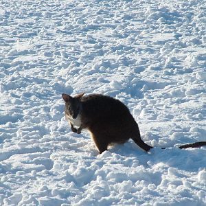 Parma Wallaby, Blackbrook in the Snow, 03/01/10