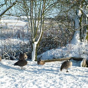 Abyssinian Blue-winged Geese, Blackbrook in the Snow, 03/01/10