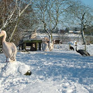 Great White Pelicans and White-naped Crane, Blackbrook in the Snow, 03/01/1