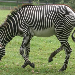 Grevy's zebra; Marwell; 22nd September 2007