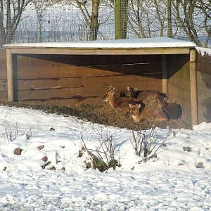 Reeves' Muntjac, Blackbrook in the Snow, 03/01/10
