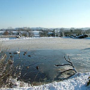North American Waterfowl Lake, Blackbrook in the Snow, 03/01/10
