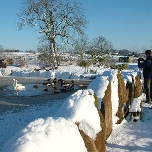 Waterfowl at Pelican World, Blackbrook in the Snow, 03/01/10