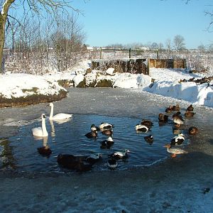 Various waterfowl, Blackbrook in the Snow, 03/01/10