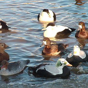 Mixed Waterfowl, Blackbrook in the Snow, 03/01/10