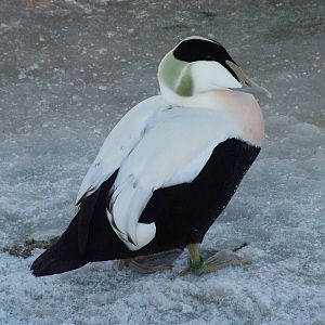 Faroe Eider, Blackbrook in the Snow, 03/01/10