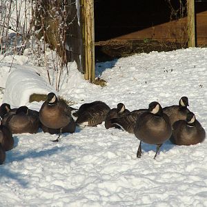 Small Cackling Goose, Blackbrook in the Snow, 03/01/10