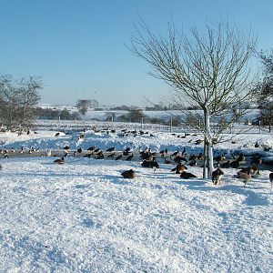 Various geese, Blackbrook in the Snow, 03/01/10