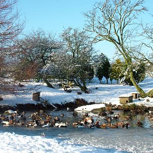 Various waterfowl, Blackbrook in the Snow, 03/01/10