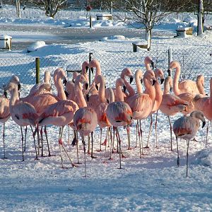 Chilean Flamingos, Blackbrook in the Snow, 03/01/10