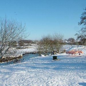 Chilean Flamingo exhibit, Blackbrook in the Snow, 03/01/10
