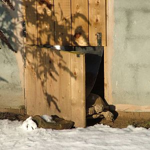Surprised-looking Spurred Tortoise, Blackbrook in the Snow, 03/01/10