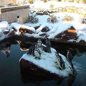 Humboldt Penguin pool, Blackbrook in the Snow, 03/01/10