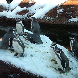 Humboldt Penguins, Blackbrook in the Snow, 03/01/10