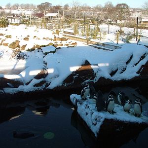 Penguin and Kelp Goose exhibit, Blackbrook in the Snow, 03/01/10