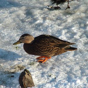 Mottled Duck, Blackbrook in the Snow, 03/01/10