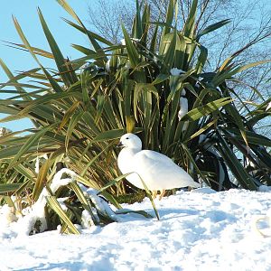 Kelp Geese, Blackbrook in the Snow, 03/01/10