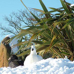 Kelp Geese, Blackbrook in the Snow, 03/01/10