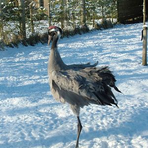Common Crane, Blackbrook in the Snow, 03/01/10