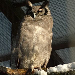 Milky Eagle Owl, Blackbrook in the Snow, 03/01/10