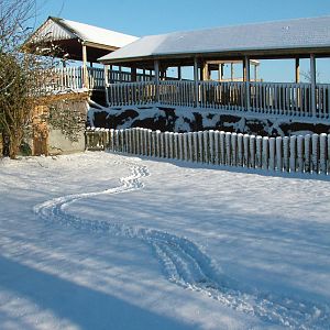 Spurred Tortoise paddock, Blackbrook in the Snow, 03/01/10