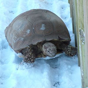 Spurred Tortoise on a winter excursion, Blackbrook in the Snow, 03/01/10