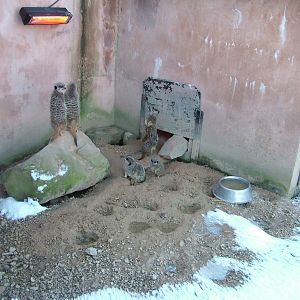 Meerkats, Blackbrook in the Snow, 03/01/10