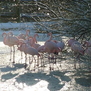 Greater Flamingos, Blackbrook in the Snow, 03/01/10
