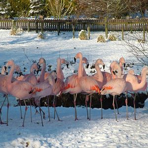 Chilean Flamingos, Blackbrook in the Snow, 03/01/10