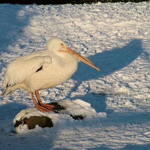 American White Pelican, Blackbrook in the Snow, 03/01/10
