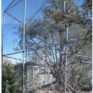 very tall puma enclosure