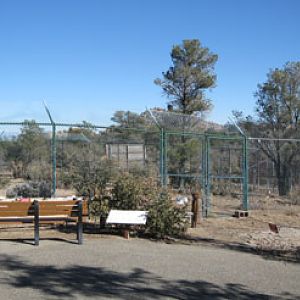 mexican wolf exhibit
