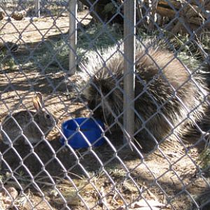 rabbit and porcupine