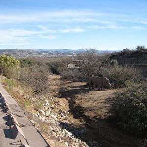 Out Of Africa, New Years Day 2010