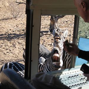 Out Of Africa, New Years Day 2010